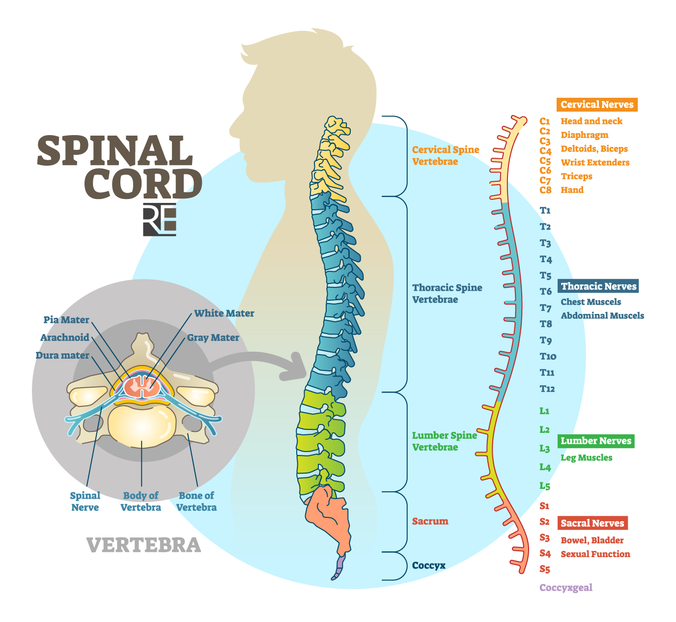 Spinal Cord